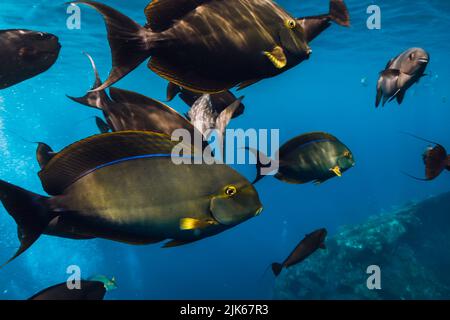 Tropische Fische im blauen Meer. Fischgruppe im tropischen Meer Stockfoto