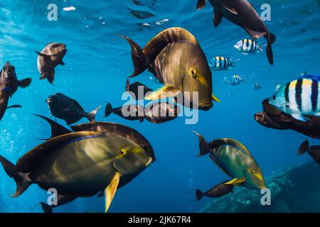 Tropische Fische im Pazifik. Fischgruppe im tropischen Meer Stockfoto