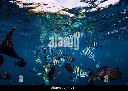 Schule tropischer Fische im blauen Ozean. Unterwasserwelt. Stockfoto