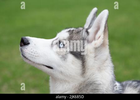 Ein blauäugiger sibirischer Husky-Hund in einer Profilansicht vor einem grünen Gras Hintergrund Stockfoto