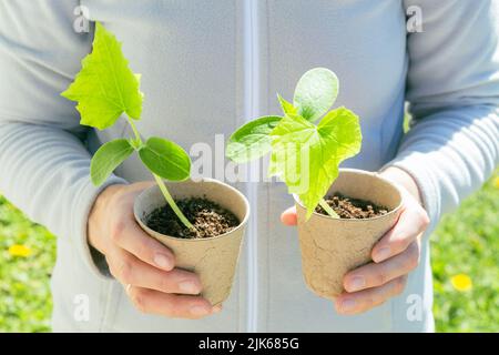 Nahaufnahme eines Gärtners, der Torftöpfe mit Gurkensämlingen vor grünem Gras hält Stockfoto