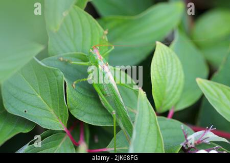 Great Green Bush-Cricket - Tettigonia viridissima. Stockfoto