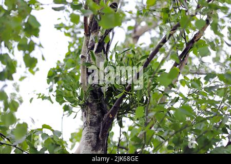 European Mistletoe (Viscum Album) hemiparasitärer Strauch, der auf Birkenstamm wächst. Stockfoto