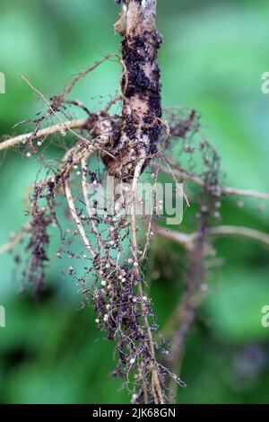 Knötchen an den Bohnenwurzeln. Bakterien, die den Stickstoff in der Atmosphäre fixieren, leben darin. Stockfoto