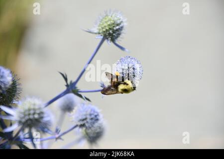 Bienen bestäuben einen blühenden Globus Distelblüte in einem Garten. Stockfoto