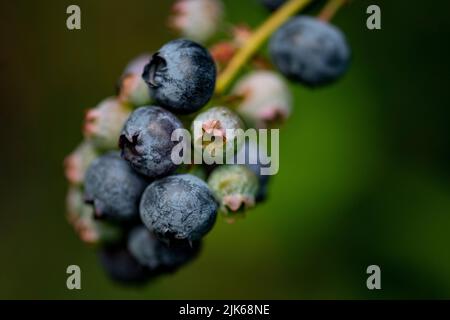 Klaistow, Deutschland. 31.. Juli 2022. Heidelbeeren hängen an der Heidelbeerselbstpflückung der Spargelfarm Buschmann Winkelmann am Busch. Quelle: Fabian Sommer/dpa/Alamy Live News Stockfoto