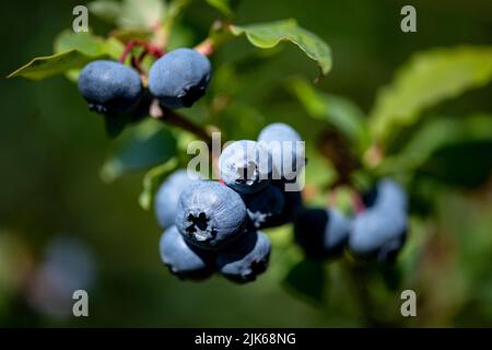 Klaistow, Deutschland. 31.. Juli 2022. Heidelbeeren hängen an der Blaubeeren-Selbsterpickung der Spargelfarm Buschmann Winkelmann. Quelle: Fabian Sommer/dpa/ZB/dpa/Alamy Live News Stockfoto