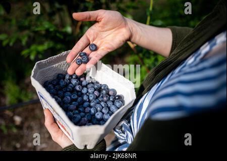 Klaistow, Deutschland. 31.. Juli 2022. Eine Frau legt ihre gepflückten Heidelbeeren in eine Schüssel auf der Spargelfarm Buschmann Winkelmann, die sich selbst Heidelbeeren pflücken. Quelle: Fabian Sommer/dpa/Alamy Live News Stockfoto