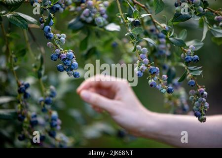 Klaistow, Deutschland. 31.. Juli 2022. Eine Frau pflückt Heidelbeeren auf der Spargelfarm Buschmann Winkelmann auf der Blaubeerenpflücken-eigenen. Quelle: Fabian Sommer/dpa/ZB/dpa/Alamy Live News Stockfoto