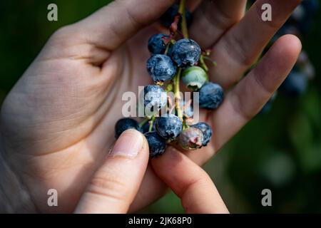 Klaistow, Deutschland. 31.. Juli 2022. Eine Frau pflückt Heidelbeeren auf der Spargelfarm Buschmann Winkelmann auf der Blaubeerenpflücken-eigenen. Quelle: Fabian Sommer/dpa/ZB/dpa/Alamy Live News Stockfoto