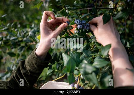 Klaistow, Deutschland. 31.. Juli 2022. Eine Frau pflückt Heidelbeeren auf der Spargelfarm Buschmann Winkelmann auf der Blaubeerenpflücken-eigenen. Quelle: Fabian Sommer/dpa/ZB/dpa/Alamy Live News Stockfoto