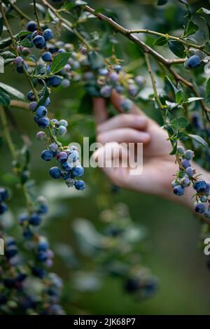 Klaistow, Deutschland. 31.. Juli 2022. Eine Frau pflückt Heidelbeeren auf der Spargelfarm Buschmann Winkelmann auf der Blaubeerenpflücken-eigenen. Quelle: Fabian Sommer/dpa/ZB/dpa/Alamy Live News Stockfoto