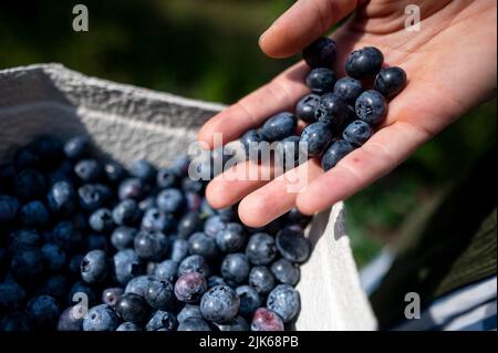Klaistow, Deutschland. 31.. Juli 2022. Eine Frau legt ihre gepflückten Heidelbeeren in eine Schüssel auf der Spargelfarm Buschmann Winkelmann, die sich selbst Heidelbeeren pflücken. Quelle: Fabian Sommer/dpa/Alamy Live News Stockfoto