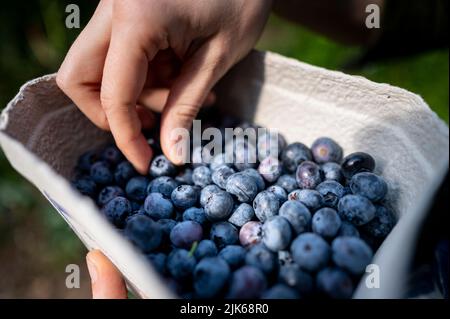 Klaistow, Deutschland. 31.. Juli 2022. Eine Frau legt ihre gepflückten Heidelbeeren in eine Schüssel auf der Spargelfarm Buschmann Winkelmann, die sich selbst Heidelbeeren pflücken. Quelle: Fabian Sommer/dpa/ZB/dpa/Alamy Live News Stockfoto
