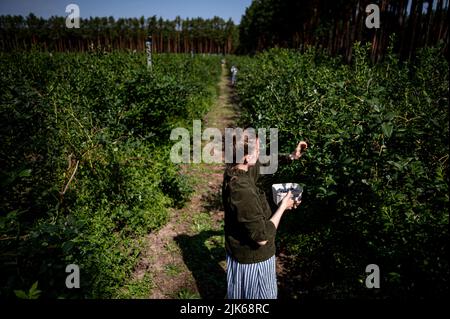 Klaistow, Deutschland. 31.. Juli 2022. Eine Frau pflückt Heidelbeeren auf der Spargelfarm Buschmann Winkelmann auf der Blaubeerenpflücken-eigenen. Quelle: Fabian Sommer/dpa/ZB/dpa/Alamy Live News Stockfoto