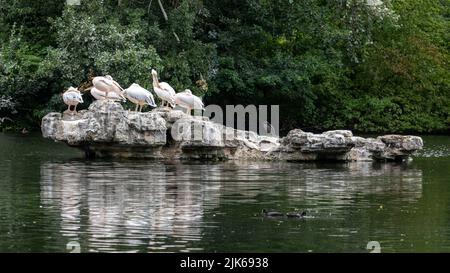 Sechs Pelikane halten sich heute Morgen auf einem Felsen in einem See im St. James’s Park. Bild aufgenommen am 25.. Juli 2022. © Belinda Jiao jiao.bilin@gmail.com 0759 Stockfoto