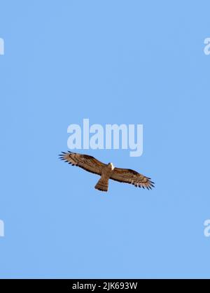 Ein wilder Rüde Honey Buzzard (Pernis apivorus) im Flug über Norfolk Stockfoto