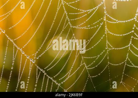 Spinnennetz mit Tautropfen, Nahaufnahme am Morgen. Unscharfer Hintergrund. Stockfoto