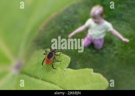 Rizinusbohne tickt über Kind, das im grünen Gras spielt. Ixodes ricinus. Nahaufnahme der parasitären Milbe versteckt auf Naturblatt in der Nähe verschwimmen kleines Mädchen. Encephalitis. Stockfoto