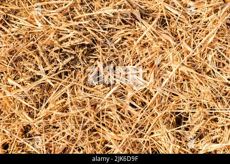 Ein Muster, das durch trockene Strohhalme im Licht eines sommerlichen Sonnenuntergangs geschaffen wurde. Stockfoto