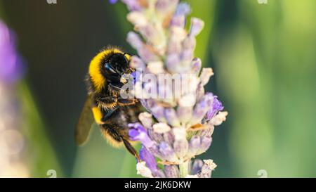 Bumblebee, Bombus terrestris auf Lavendelblüten Stockfoto