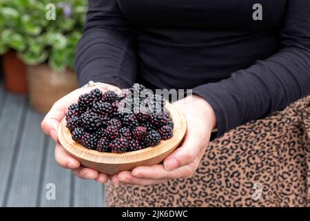 Eine Frau, die eine Schale mit wilden Brombeeren hält, Rubus fruticosus. Die Saftfrüchte wurden frisch aus Bramble-Büschen auf dem Land gepflückt Stockfoto