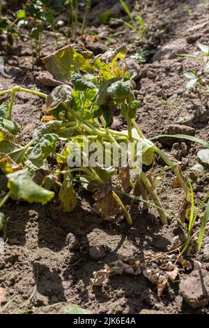 Flasche Kürbis Gemüse infizierten Pflanzen Nahaufnahme Stockfoto