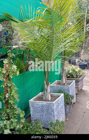 Dypsis lutescens areca-Palme in Zementköpfen Stockfoto