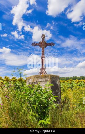 Kleine Plantage von Pappelbäumen um 2000 gepflanzt - Indre-et-Loire (37), Frankreich. Stockfoto