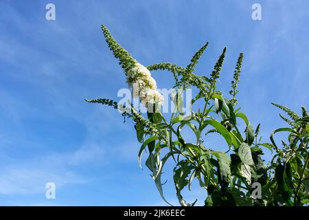 Buddleja davidii Stockfoto