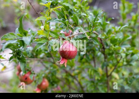 Granatapfel Punica granatum Frucht wächst auf einem Baum Stockfoto