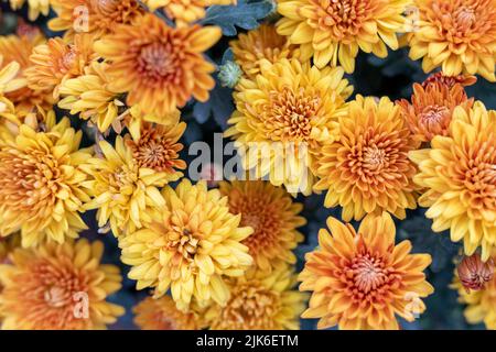 Chrysantheme schön blühend mit orangen Blütenblättern Stockfoto