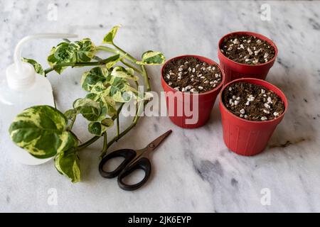 Epipremnum Pothos „Freude“ Pflanzen vermehren sich ‘Stecklingen in kleinen Töpfen Stockfoto