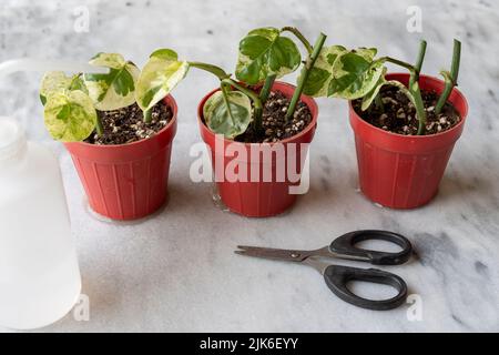 Eipremnum Njoy pothos Zimmerpflanze, die sich in kleinen Pflanzen verbreitet Stockfoto