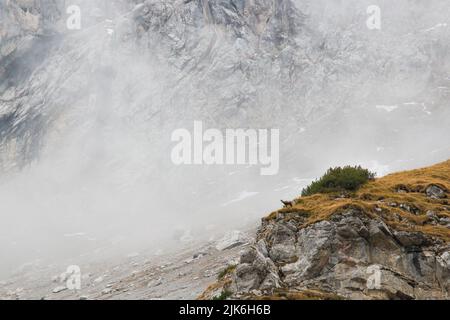 Herbst mit Gämsen im Staub. Bayerischer Berg mit dem ersten Schnee Stockfoto