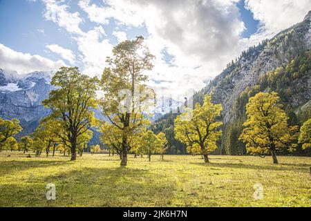 Herbst Ahornbaum Bayerischer Berg mit dem ersten Schnee Stockfoto