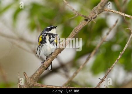 Gelb-Psephotus Warbler (Setophaga Coronata) Stockfoto