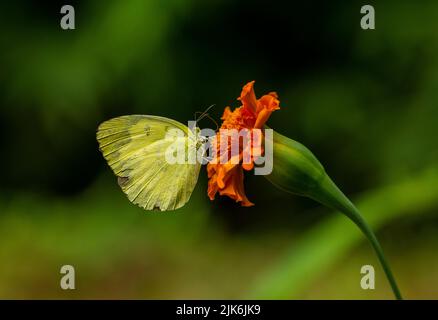 Grasgelb Mit Drei Punkten Stockfoto