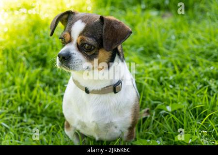 Niedliche lustige Chihuahua Hund sitzt im Gras Stockfoto
