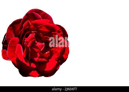 Rote Rose in Blüte Nahaufnahme Foto Dekor Muster auf weiß Stockfoto