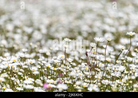 Wildblumenwiese mit Blick über das Eden Valley in Cumbria. Der Landwirt hatte im Rahmen eines Umweltprogramms ein Grundstück mit Wildblumen neu bepflanzt. Stockfoto