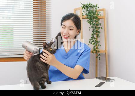 Haustiersalon-Konzept, Tierärztin mit Fön auf der Katze im Salon. Stockfoto