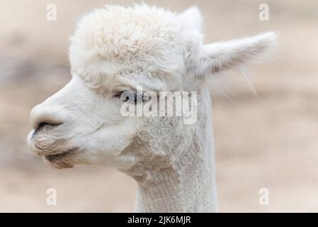 Ein weißer Alpaka auf einem Bauernhof mit einem verschwommenen Hintergrund auf Martha's Vineyard in Massachusetts. Stockfoto