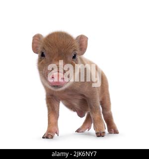 Niedliches 2 Tage altes rotes Mini-Potbauchschwein, das nach vorne zeigt. Isoliert auf weißem Hintergrund. Stockfoto