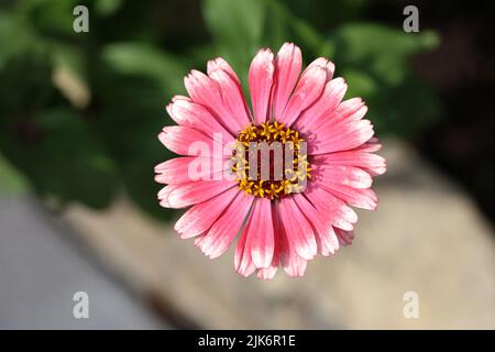 Isolierte natürliche Zinnia Blume auf grünem Hintergrund. Stockfoto