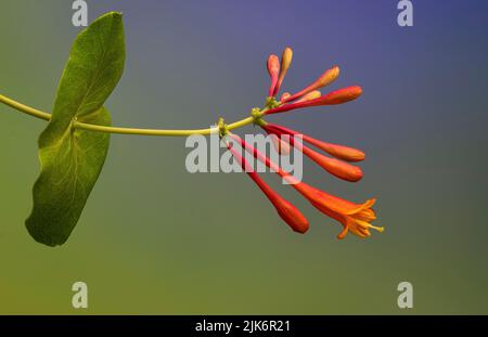 Trompete-Geißblatt (Lonicera sempervirens) Blüten und Blätter. Rebe ist in Nordamerika beheimatet und in den südlichen Staaten verbreitet. Stockfoto