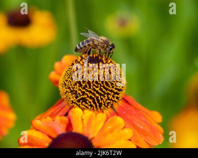 Europäische Honigbiene, APIs mellifera, ernährt sich von der Blume des winterharten Niesen, Helenium „Sahin's Early Flowerer“ Stockfoto