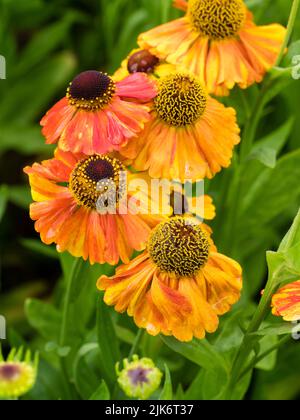 Rote, gelbe und orangefarbene Blüten der winterharten, lang blühenden, ornamentalen Staude Niesen, Helenium „Sahin's Early Flowerer“ Stockfoto