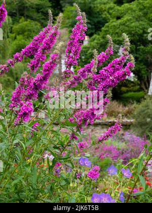 Sommerspitzen der tiefrosa Doppelform des winterharten, mehrjährigen Purpurstreifes, Lythrum salicaria 'Feuerkerze' Stockfoto