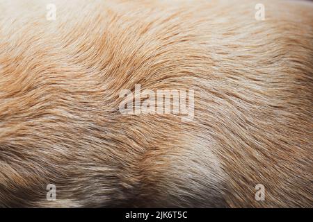 Nahaufnahme des Hundefells. Tierhaare von altem gelbem labrador Retriever. Stockfoto